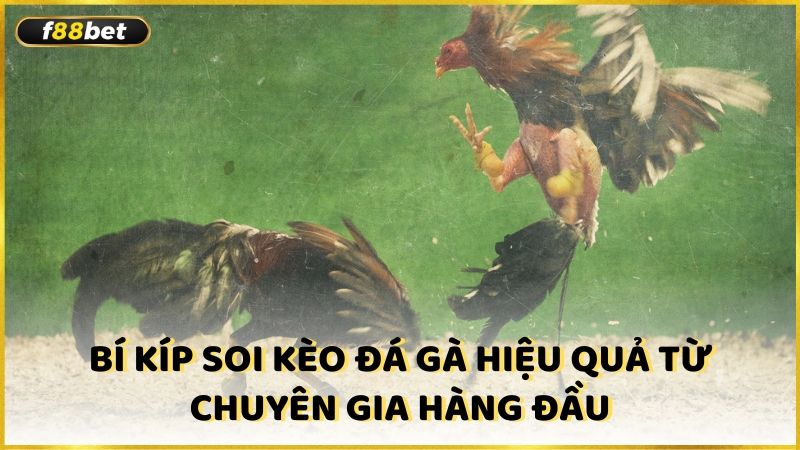 Bi Kip Soi Keo Da Ga Hieu Qua Tu Chuyen Gia Hang Dau (1)