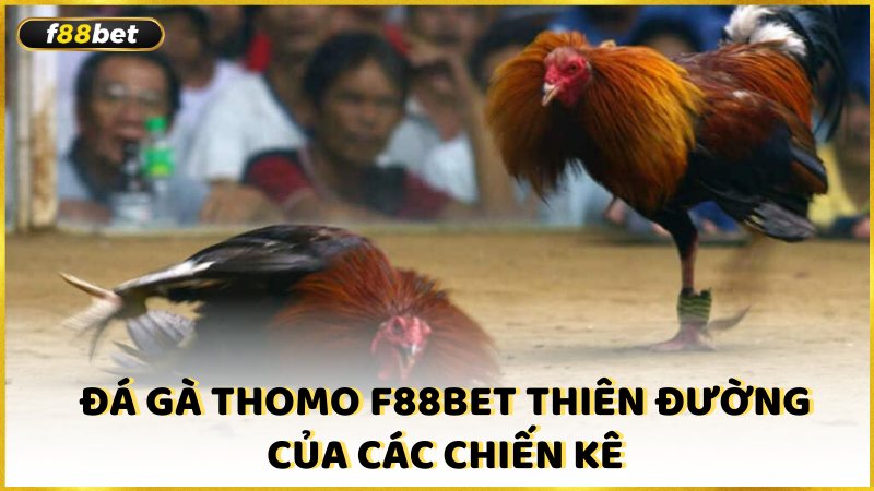 Da Ga Thomo F88bet Thien Duong Cua Cac Chien Ke