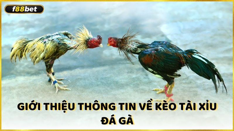 Gioi Thieu Thong Tin Ve Keo Tai Xiu Da Ga (1)